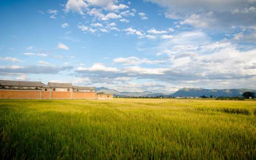   landscape  horizon  cloud  plant  farm  lawn 
