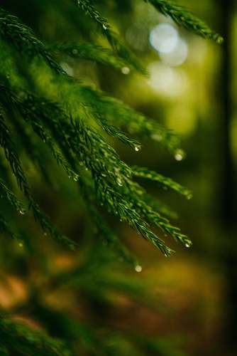 iphonewallpaper water dews on pine leaves fresh