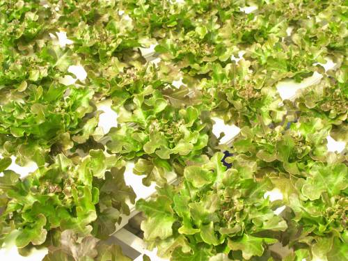   tree  nature  growth  technology  farm  stem 