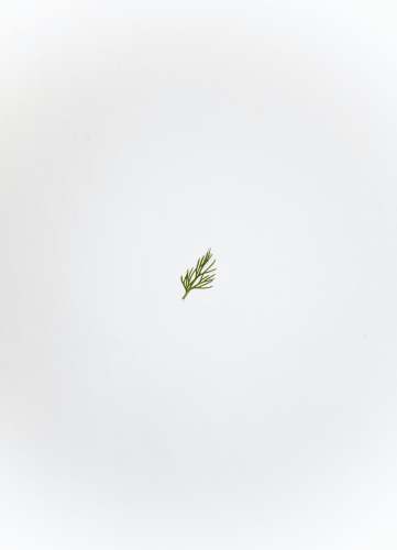  green leaf on white ceramic plate 