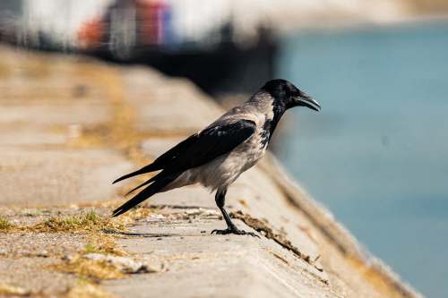  black and white bird on brown tree branch during daytime 