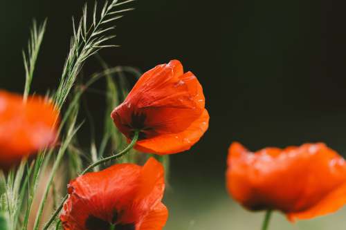  red flower in close up photography 