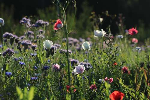  purple and red flowers in bloom during daytime 