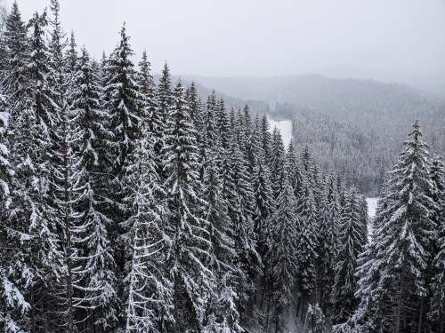  snow covered pine trees during daytime 