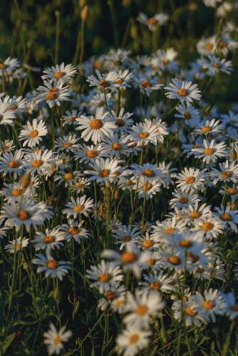 kyiv white and yellow daisy flowers 