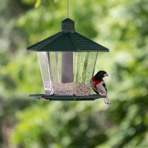Bird Feeder  - NegativeSpace