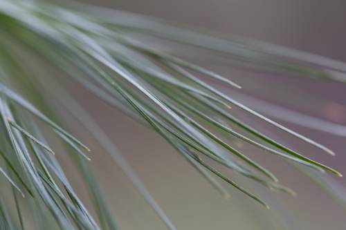 Forest Tree Pine Needles  - NegativeSpace