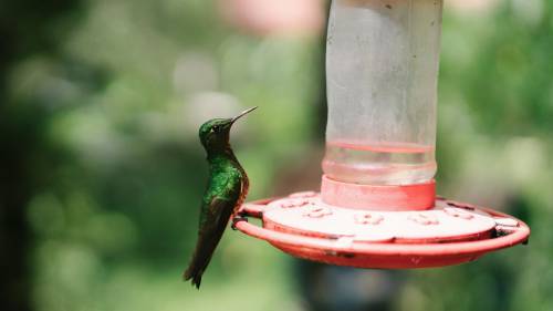 Hummingbird Nature  - NegativeSpace