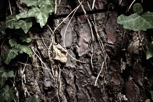 leaf backgrounds tree close-up plant nature dark leaves